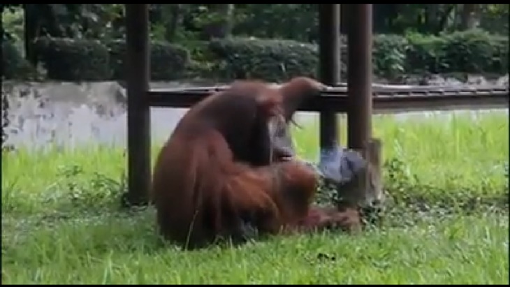Begini Tanggapan Pihak Kebun Binatang Soal Video Viral Orang utan Merokok