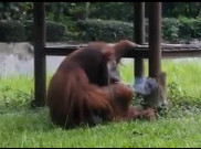 Begini Tanggapan Pihak Kebun Binatang Soal Video Viral Orang utan Merokok