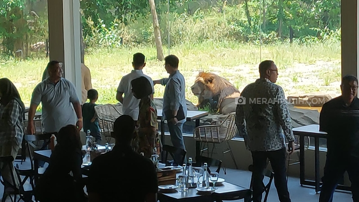 Wahana Makan Sambil Lihat Singa di Solo Safari Jadi Favorit Pengunjung