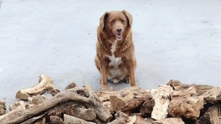 Guinness World Records Selidiki Usia Bobi, Anjing Tertua di Dunia