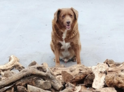 Guinness World Records Selidiki Usia Bobi, Anjing Tertua di Dunia