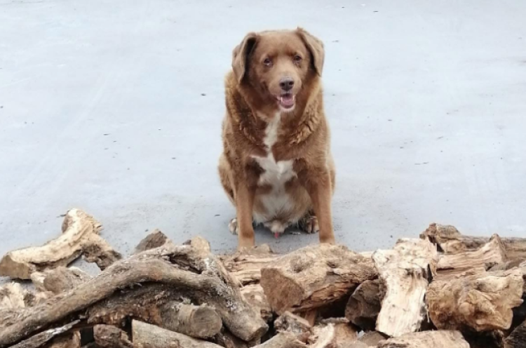 Guinness World Records Selidiki Usia Bobi, Anjing Tertua di Dunia