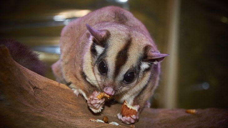 4 Langkah Merawat Sugar Glider untuk Pemula