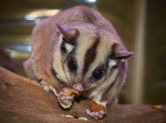 4 Langkah Merawat Sugar Glider untuk Pemula
