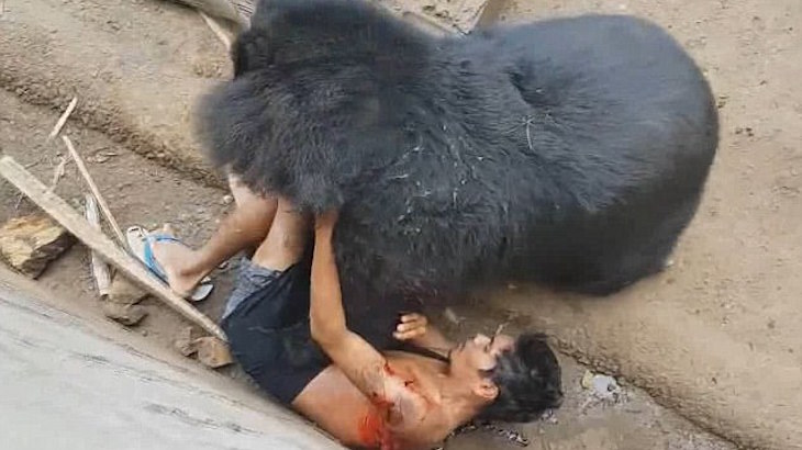 Mencekam! Beruang Ngamuk, Seret Wisatawan Ke Kandangnya, Lalu…