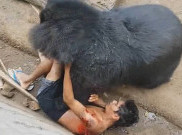 Mencekam! Beruang Ngamuk, Seret Wisatawan Ke Kandangnya, Lalu… 