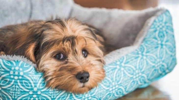 Ada relevansi perkawinan sedarah yang tinggi pada anjing dengan kesehatan mereka. (Foto: freepik.com/wirestock)