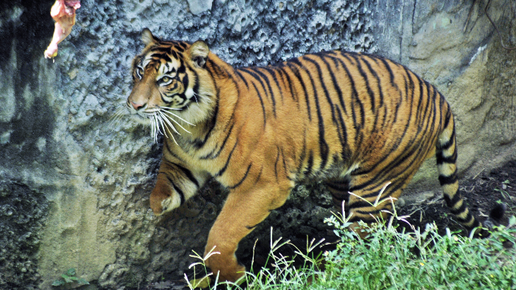 Kasus Kematian Harimau Sumatera di Riau Menurun