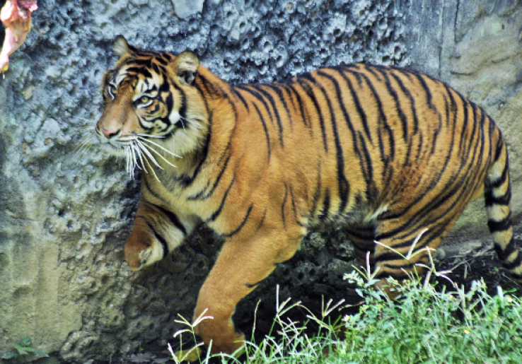 Kasus Kematian Harimau Sumatera di Riau Menurun 