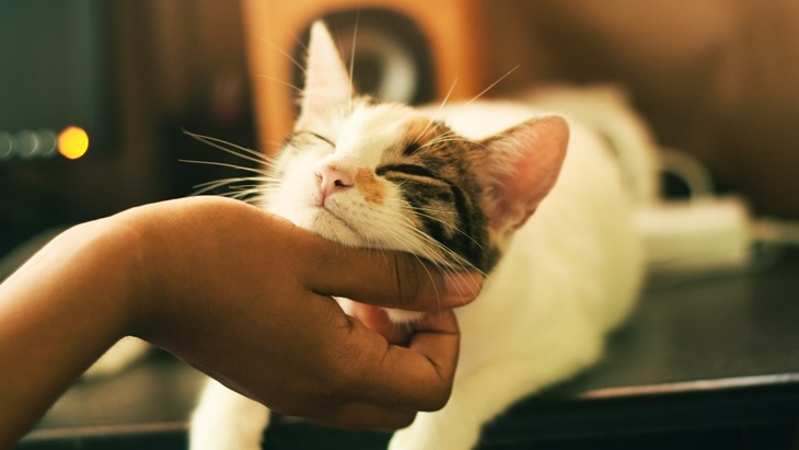 Asupan Makanan Kucing agar Tetap Sehat dan Hidup Lama
