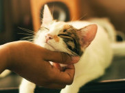 Asupan Makanan Kucing agar Tetap Sehat dan Hidup Lama