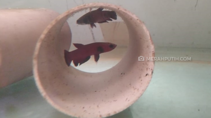 Cupang Alam Asal Indonesia Nyaris Punah