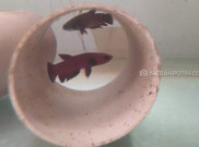Cupang Alam Asal Indonesia Nyaris Punah
