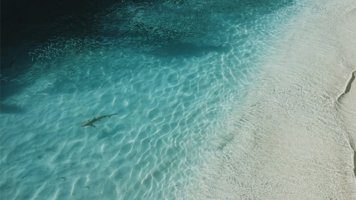 Waspada, Ini nih Pantai dengan Hiu Terbanyak