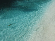 Waspada, Ini nih Pantai dengan Hiu Terbanyak