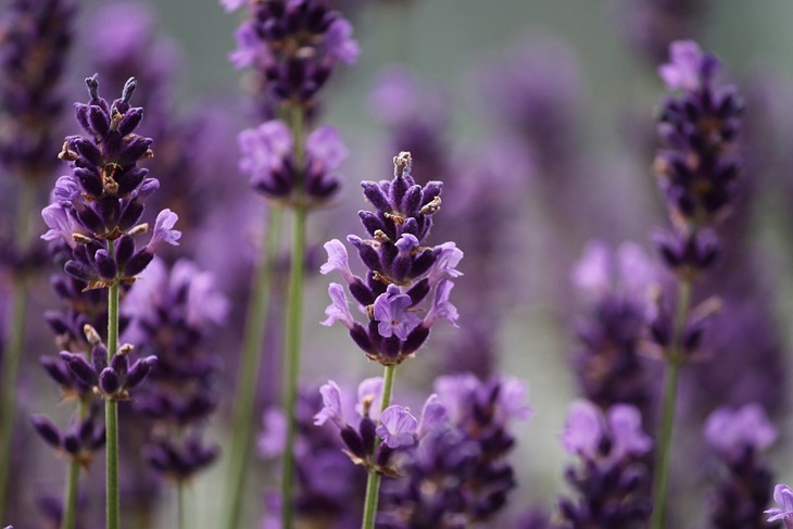 tanaman bunga lavender