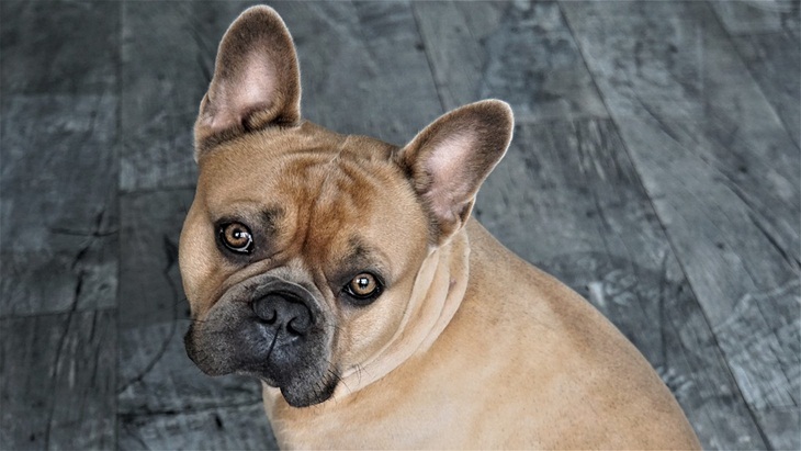 Mengajari Anjing Buang Air Pada Tempatnya