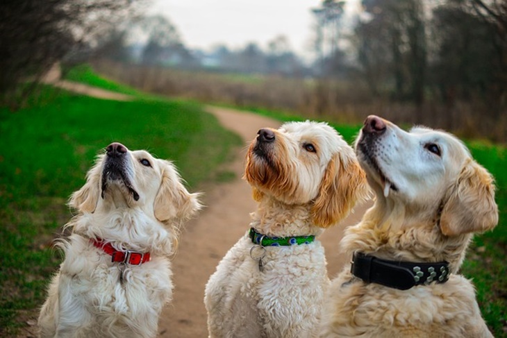 dogs