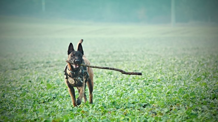 Ternyata Ini Penyakit Sparta, Belgian Malinois Milik Bima Aryo