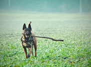 Ternyata Ini Penyakit Sparta, Belgian Malinois Milik Bima Aryo