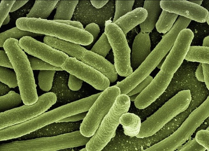 Virus dapat menggerogoti zigot yang sedang berkembang. (Foto: Pixabay/geralt)