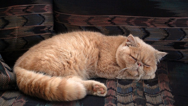 kucing