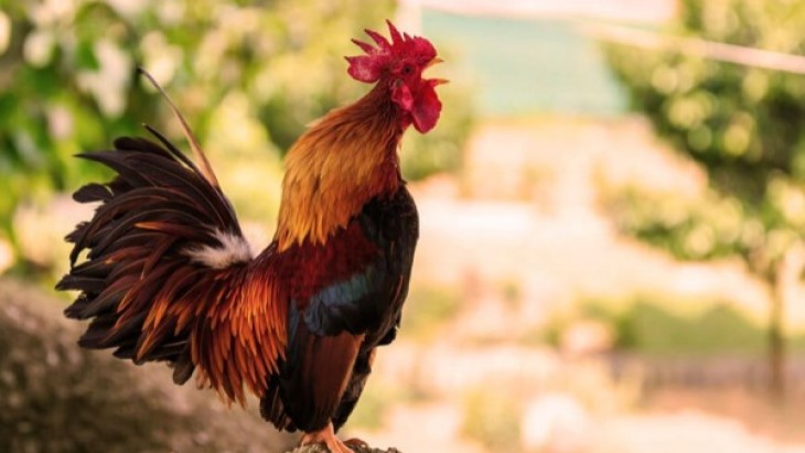 Mengapa Ayam Berkokok Saban Pagi?