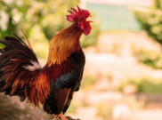 Mengapa Ayam Berkokok Saban Pagi?