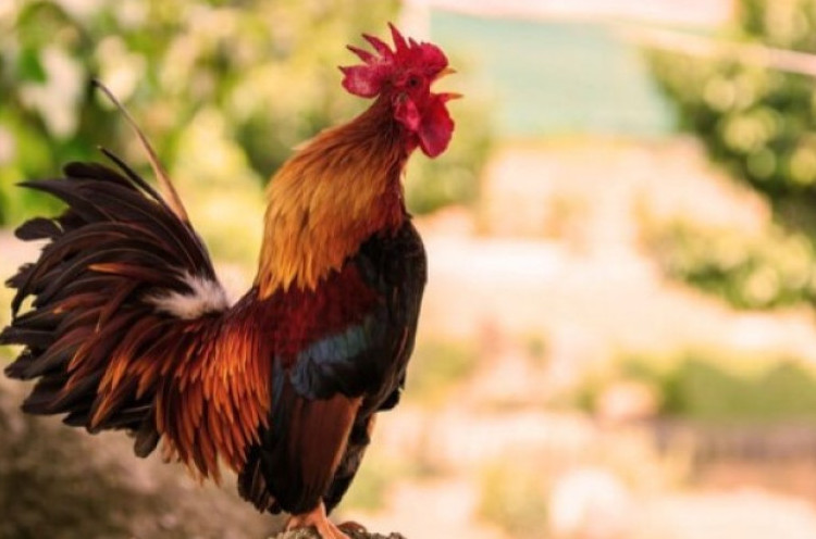 Mengapa Ayam Berkokok Saban Pagi?