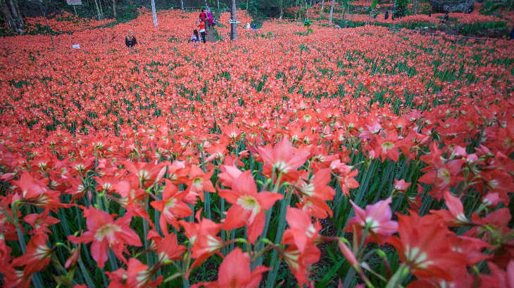 Kebun Bunga Amarilis