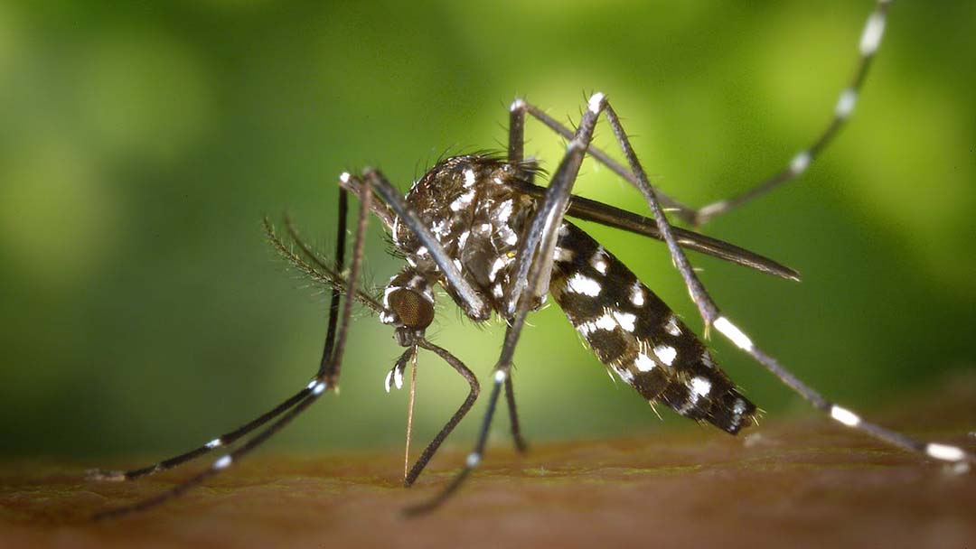 Mengenal Virus West Nile yang Menyebar di Israel