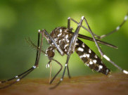 Virus West Nile Tewaskan 8 Orang di Israel, ini Penyebabnya 