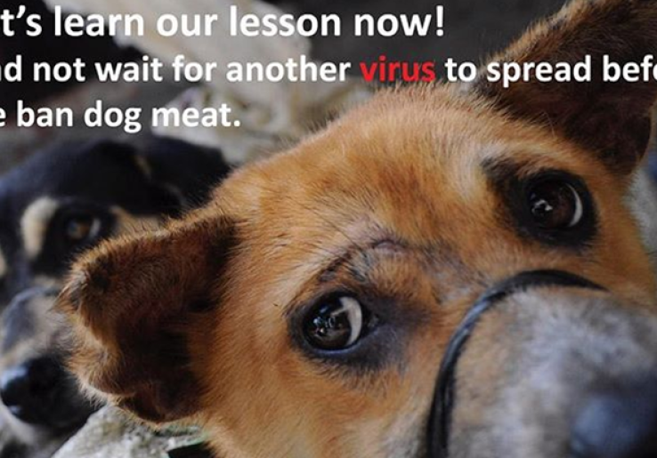Dog Meat Free Indonesia Kampanyekan Stop Perdagangan dan Konsumsi Daging Anjing