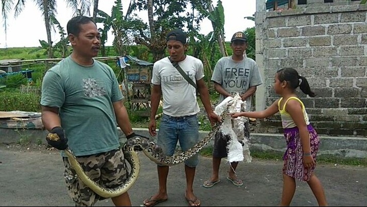 Heboh! Warga Temukan Sanca Kembang Sepanjang 3 Meter, Ini Penampakannya