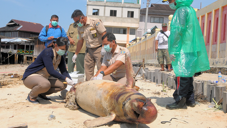 Sejumlah petugas Kementerian Kelautan dan Perikanan wilayah Kalimantan Timur-Kalimantan Utara melakukan autopsi terhadap bangkai Pesut, mamalia laut jenis lumba-lumba irawady di kawasan Pantai Klandasan, Balikpapan, Kaltim, Selasa (2/4). Pesut yang ditemukan mati terdampar di pantai tersebut, diduga keracunan tumpahan minyak yang saat ini telah menutupi sebagian besar Perairan Balikpapan. ANTARA FOTO/Sheravim/jhw/NZ/18