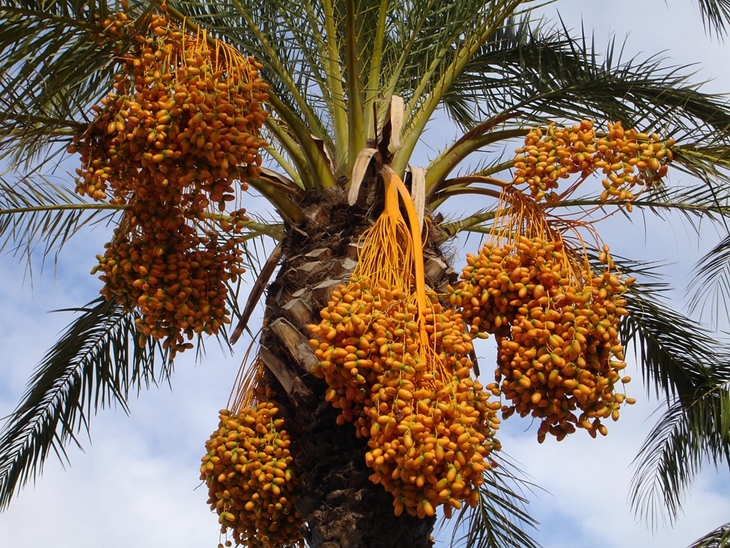 Kurma bermanfaat untuk melindungi otak. (Foto: Pixabay/Simon)