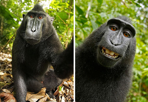 Foto Selfie Hewan-Hewan ini Dijamin Lucu