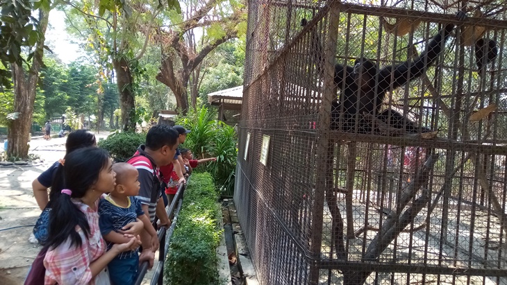 Orang utan di Solo Zoo