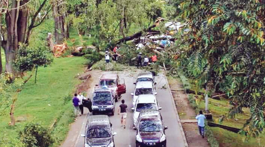 Pasutri Tewas Tertimpa Pohon di Lingkar UI Depok