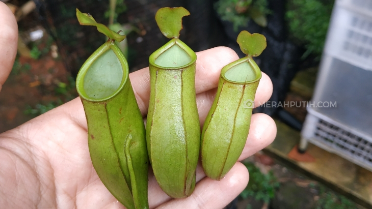 Tanaman Karnivora, antara Hobi, Bisnis dan Teman Saat Isolasi Mandiri