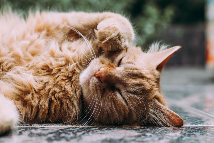 Lebih Pintar Anjing atau Kucing?