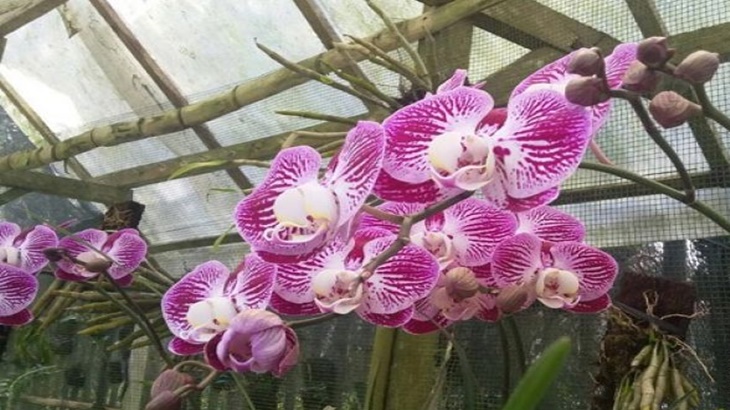 Sultan Hamengku Buwono X Buka Festival Anggrek Vanda Tricolor