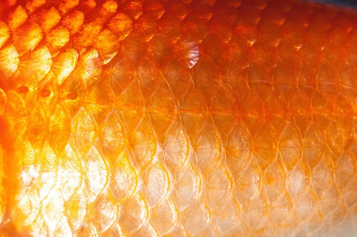 ikan