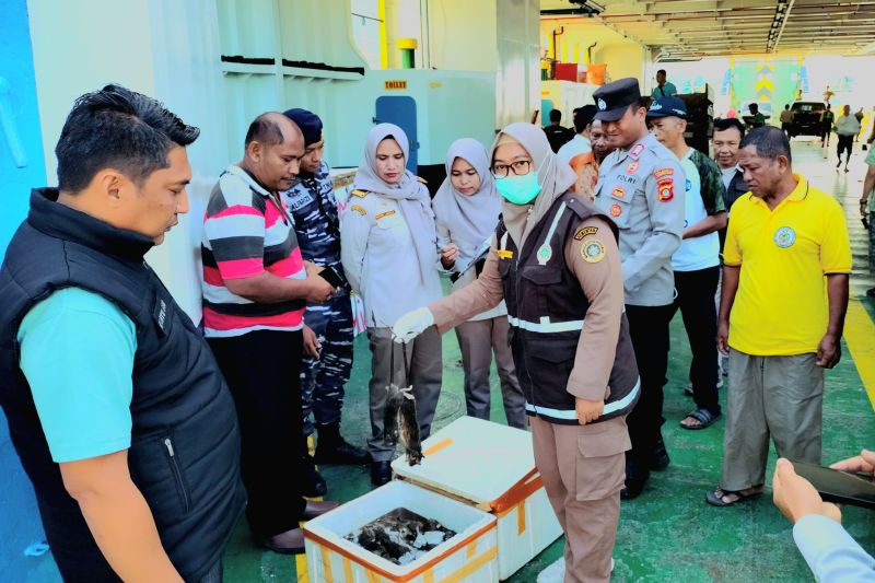 Polisi Sita 200 Ekor Tikus Beku Buat Dijual di Sulawesi Utara