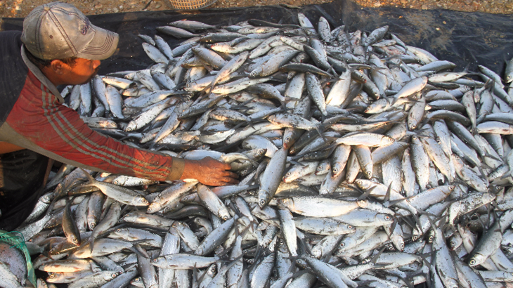 Para nelayan mengemas ikan tangkapan