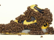 Lebah Pembunuh 'Perkenalkan' Kolaborasi Sepatu 'Wu-Tang Clan x Nike Dunk High'