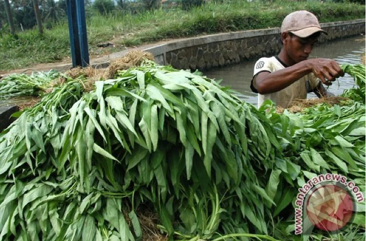 Harga Kangkung Naik Jadi Rp 10.000 Per Ikat Akibat Kebutuhan MBG