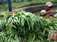 Harga Kangkung Naik Jadi Rp 10.000 Per Ikat Akibat Kebutuhan MBG