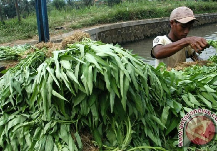Harga Kangkung Naik Jadi Rp 10.000 Per Ikat Akibat Kebutuhan MBG
