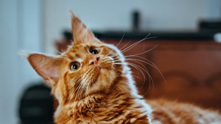 Cat Lovers, Ketahui Berbagai Jenis Muntah Kucing